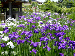 徳島県阿南市那賀川町江野島 住友菖蒲園 花菖蒲 2015