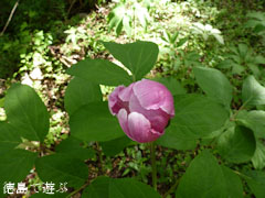 ³Ù¿Í¤Î¿¹ ¥Ù¥Ë¥Ð¥Ê¥ä¥Þ¥·¥ã¥¯¥ä¥¯ 2011