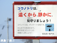 徳島県鳴門市大麻町 コウノトリ 鸛 電柱 巣 2015年12月31日