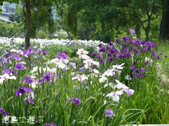 寺町公園 花菖蒲 2010