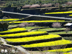 徳島県名西郡神山町 江田 菜の花 2015