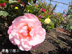 Íõ½» ½Õ¤Î¥Ð¥é¤Þ¤Ä¤ê ¥Ð¥é±à Íõ¿é±ñ 2013