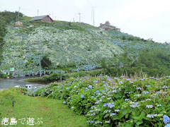 大川原高原 紫陽花 あじさい 2010