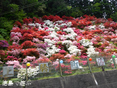 徳島県勝浦郡上勝町福原 落合千本つつじ園 2014