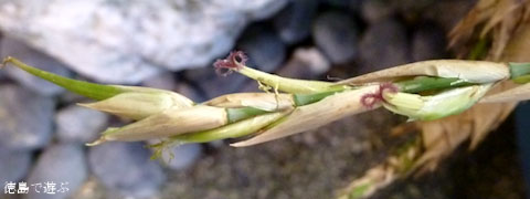 メロカンナ 梨竹 雄花 雌花