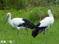 徳島県鳴門市大麻町 コウノトリ こうのとり 鸛 2015年6月27日
