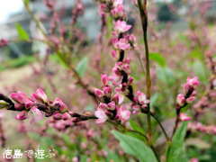 徳島県徳島市 徳島大学 薬用植物園 2014