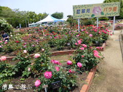 藍住 春のバラ祭り 2012