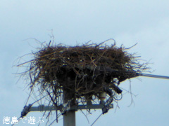 徳島県鳴門市大麻町 コウノトリ 電柱 巣 2015年6月27日