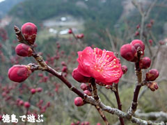 美郷 重楽寺 梅