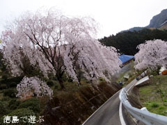 ���ɤΥ��ɥҥ���� ���� ������� 2013