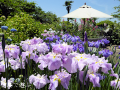徳島県阿南市那賀川町江野島 住友菖蒲園 花菖蒲 2015