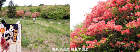 あるでよ Blog 船窪つつじ公園 あるでよ Blog 船窪つつじ公園