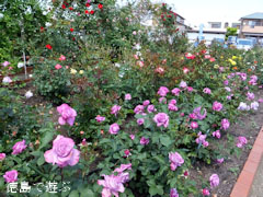 Íõ½» ½Õ¤Î¥Ð¥é¤Þ¤Ä¤ê ¥Ð¥é±à Íõ¿é±ñ 2013
