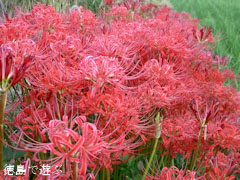 彼岸花 2010