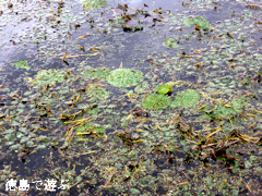 ���縩���Ȼ� ��Ƿ�� ���˥Х� 2014