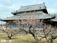 千光寺 梅 2011