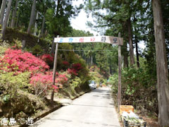 上分花の隠里 ツツジ 2011