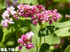 赤蕎麦の花 赤そばの花
