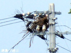 徳島県鳴門市大麻町 コウノトリ 電柱 巣 2015