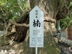 大麻比古神社 楠 2011