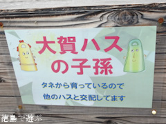 板野郡板野町 徳島県立埋蔵文化財総合センター 古代蓮 古代ハス 2016