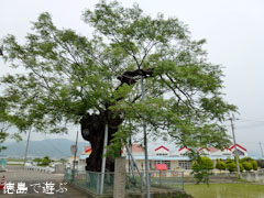 野神の大センダン 2011