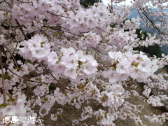 重楽寺 桜 満開 2012