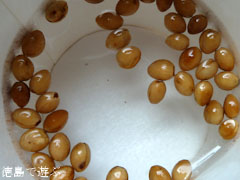 吉良のエドヒガン桜 浮く種