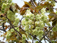 ギョイコウ桜 御衣黄桜 2011
