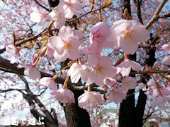 武家屋敷 原田家住宅 蜂須賀桜