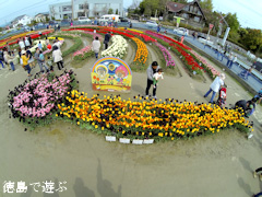 徳島県板野郡北島町 北島チューリップ公園 ししゃもねこ 地上絵 2015