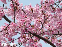 徳島県阿波市土成町 熊谷寺 蜂須賀桜 2016