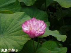 上勝町 茶碗蓮の花 2011
