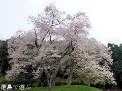 吉良のエドヒガン桜 2011