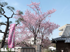 武家屋敷 原田家住宅 蜂須賀桜