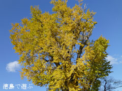光福寺のイチョウ 2012
