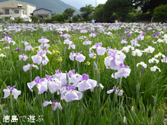 徳島県美馬市美馬町 寺町公園 花菖蒲園 2014