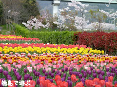 デ・レイケ公園 チューリップ