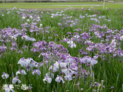 寺町公園 花菖蒲園 2011