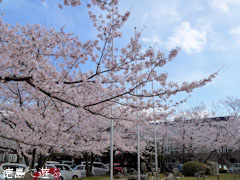 鳴門市役所 さくら 桜 2012
