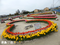 徳島県板野郡北島町 きたじまチューリップフェア 2014
