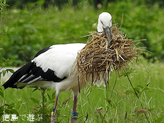 徳島県鳴門市大麻町 コウノトリ 電柱 巣 2015年10月5日