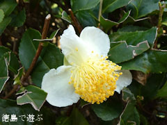 神山 茶畑 茶の花 2011