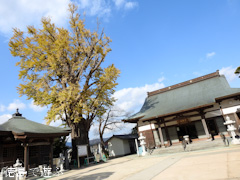 徳島県板野郡北島町 光福寺のイチョウ 2015