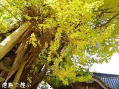 徳島県名西郡石井町 天神のイチョウ 2016