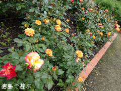 藍住 春のバラ祭り 2012