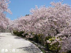 ����Ӥκ� Ȭɴ�߿�Ƿ���¤κ� 2011