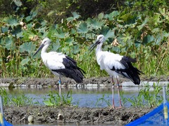 徳島県板野郡北島町 国の特別天然記念物 コウノトリ