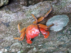 海部郡牟岐町 アカテガニ
